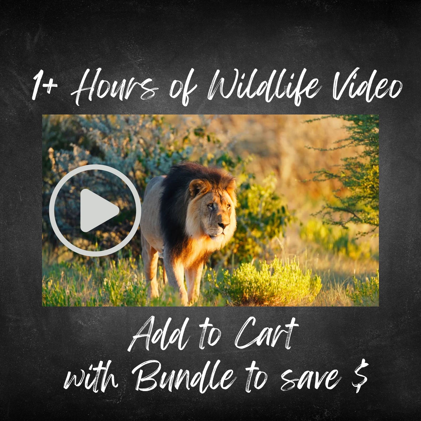 Around the World with Animals - Digital Devotional for Children