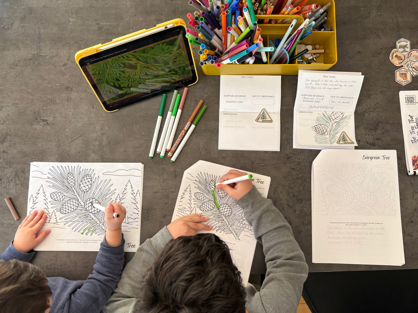 PreOrder: Diseño Perfecto de Dios - Edición De Invierno